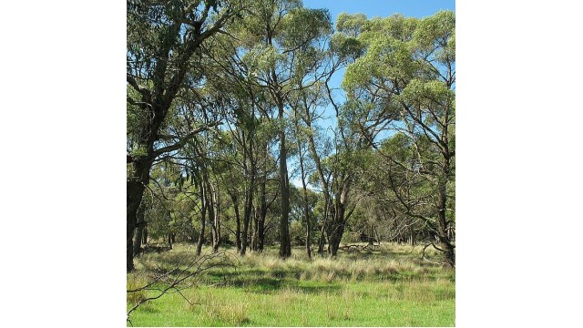 Eucalyptus aggregata Eucalyptus aggregata
