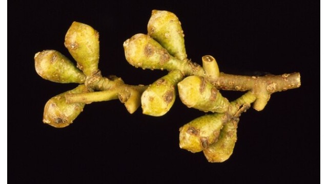 Eucalyptus archeri