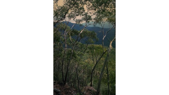 Eucalyptus baeuerlenii