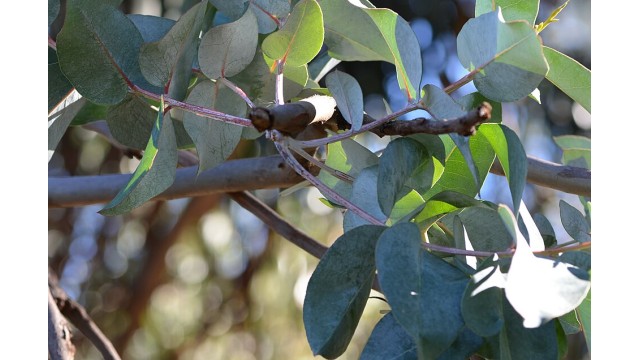 Eucalyptus bicostata