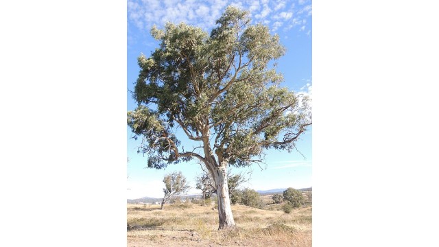 Eucalyptus blakelyi