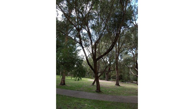 Eucalyptus blaxlandii