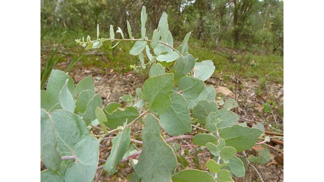 Eucalyptus bridgesiana