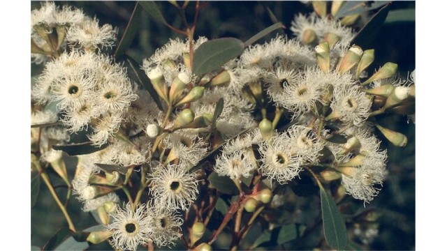 Eucalyptus calycogona