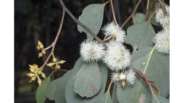 Eucalyptus camphora