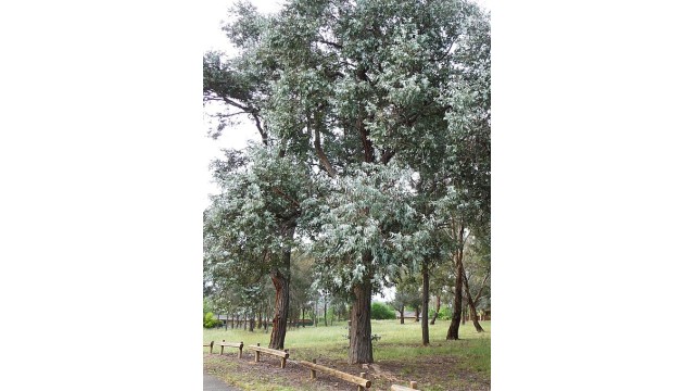 Eucalyptus cinerea