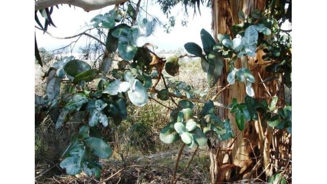 Eucalyptus cordata