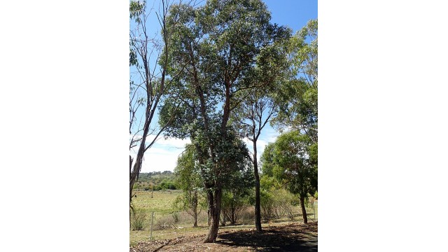 Eucalyptus crenulata Eucalyptus crenulata