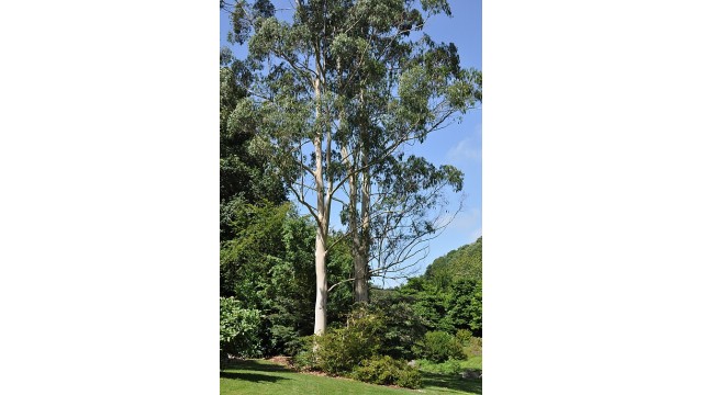 Eucalyptus dalrympleana