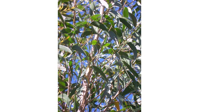 Eucalyptus dendromorpha Eucalyptus dendromorpha
