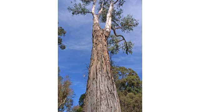 Eucalyptus dunnii