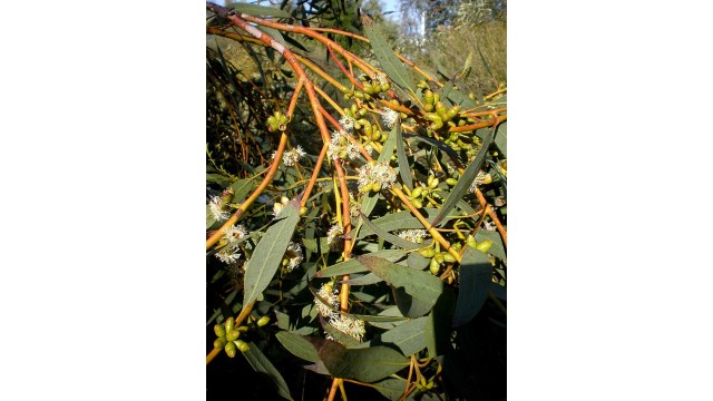 Eucalyptus gracilis