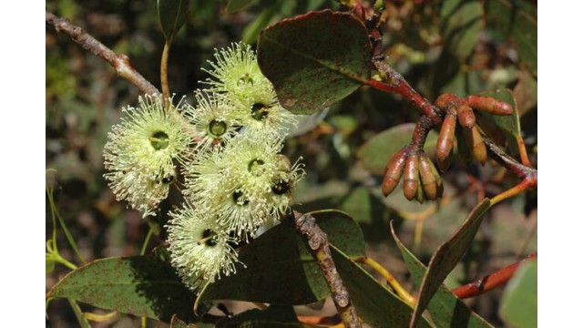 Eucalyptus grossa