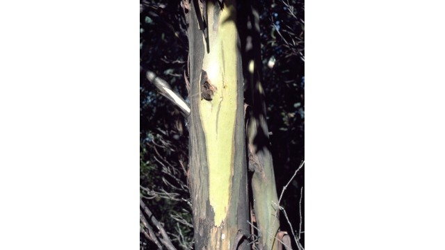 Eucalyptus johnstonii