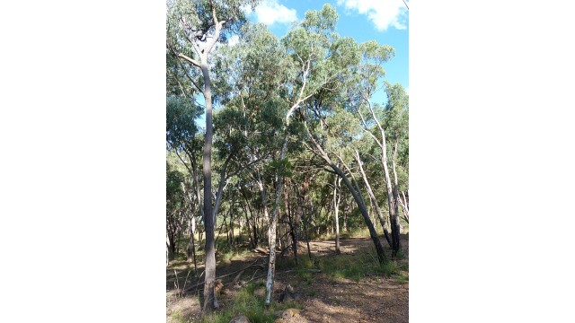 Eucalyptus mannifera