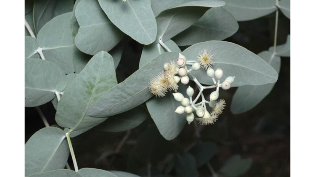 Eucalyptus melanophloia
