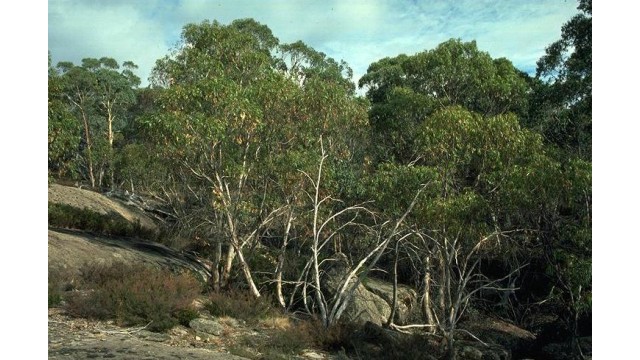Eucalyptus mitchelliana