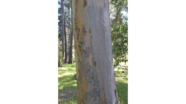 Eucalyptus nitida