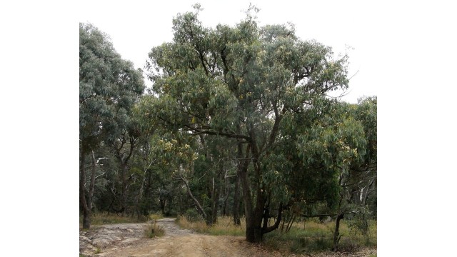 Eucalyptus obliqua