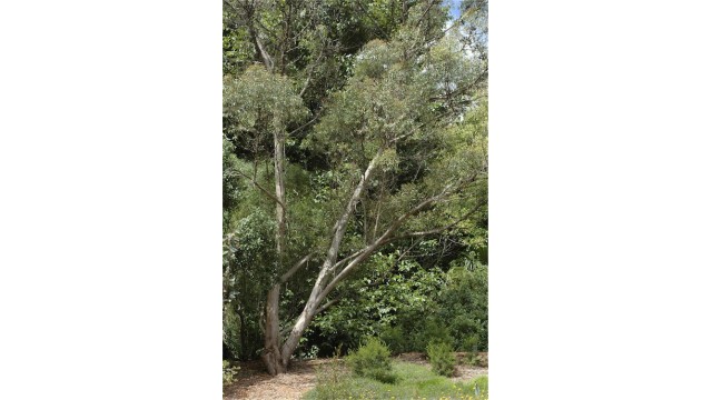 Eucalyptus olsenii