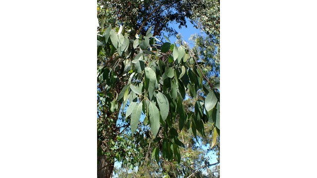 Eucalyptus ovata