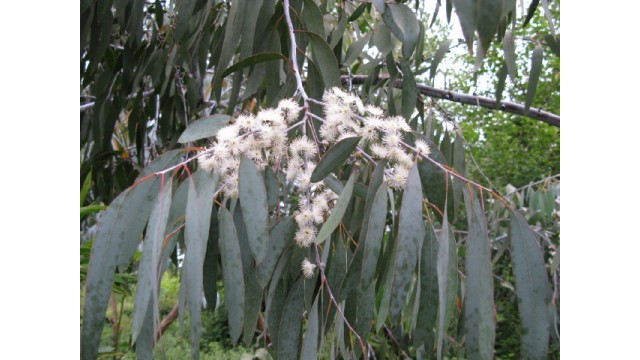 Eucalyptus perriniana