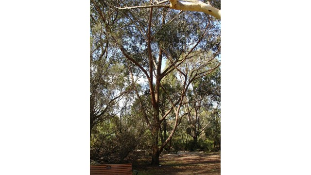 Eucalyptus piperita Eucalyptus piperita