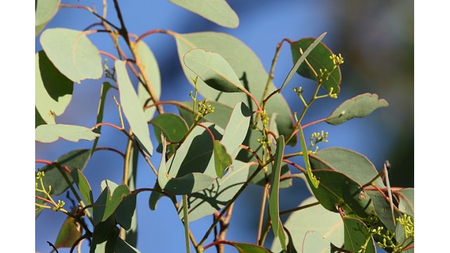 Eucalyptus polyanthemos