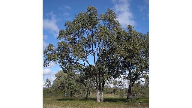 Eucalyptus populnea