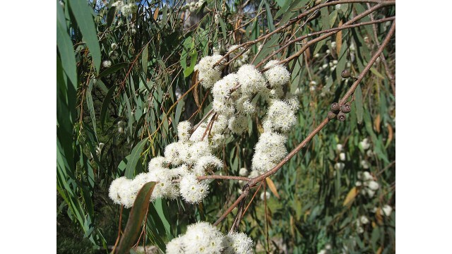 Eucalyptus radiata