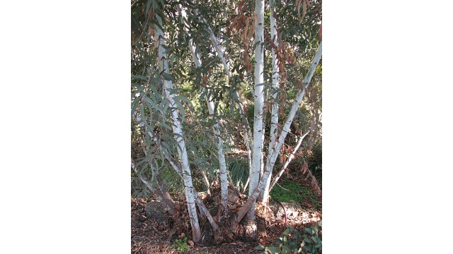 Eucalyptus saxatilis