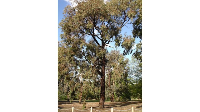 Eucalyptus sideroxylon