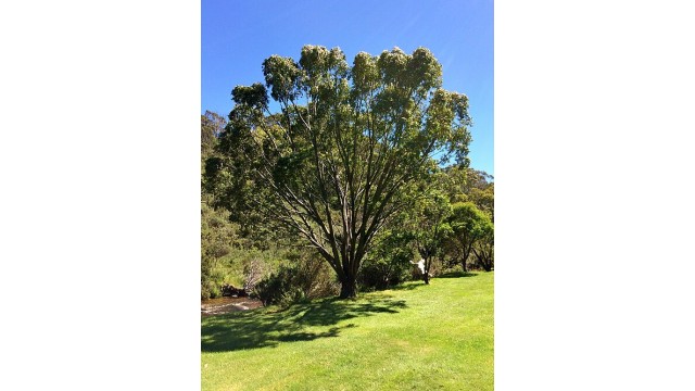Eucalyptus stellulata