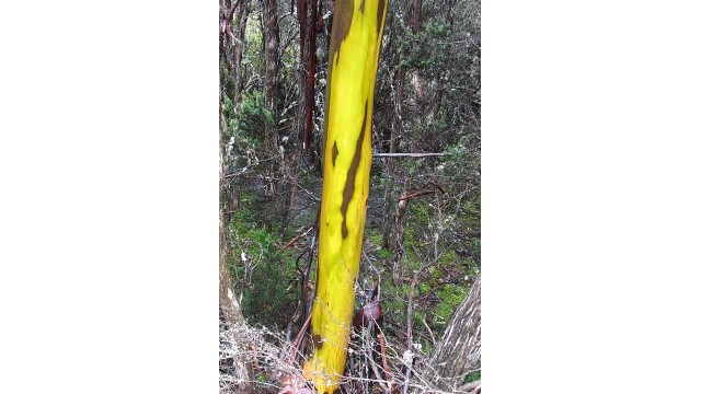 Eucalyptus subcrenulata