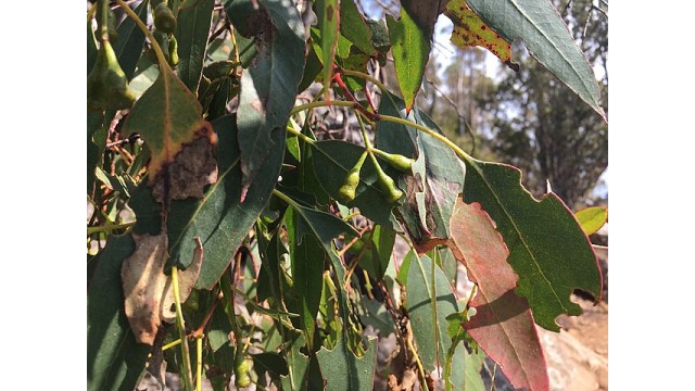 Eucalyptus urnigera Eucalyptus urnigera