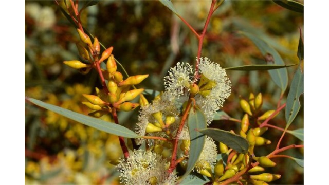 Eucalyptus yalatensis Eucalyptus yalatensis
