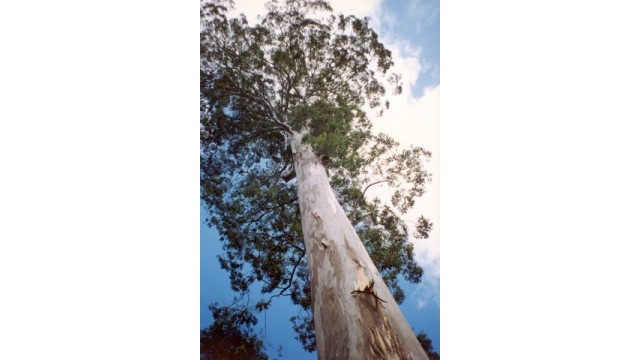 Eucalyptus deanei