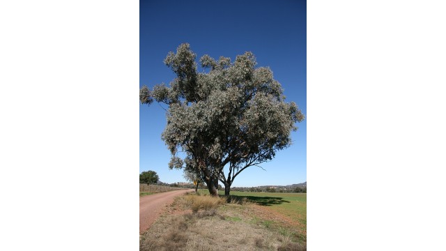 Eucalyptus albens
