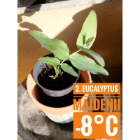 Eucalyptus maidenii