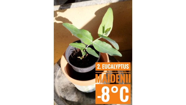 Eucalyptus maidenii