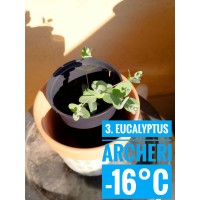 Eucalyptus archeri