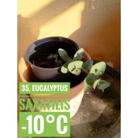 Eucalyptus saxatilis
