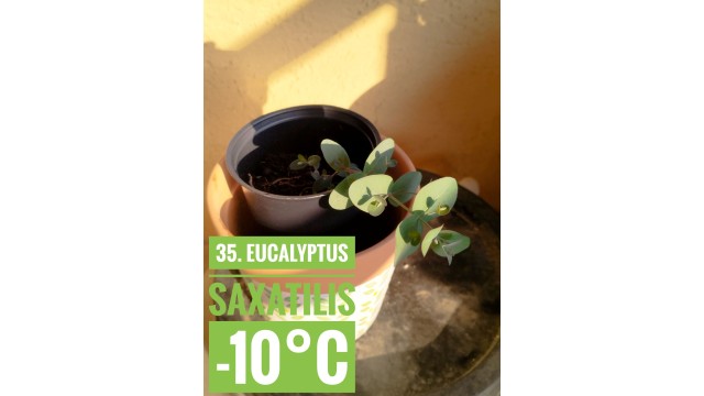 Eucalyptus saxatilis