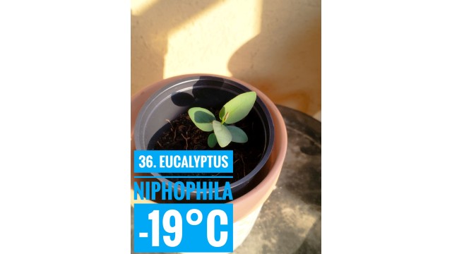 Eucalyptus niphophila
