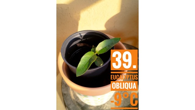Eucalyptus obliqua