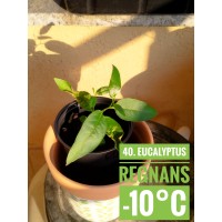 Eucalyptus regnans