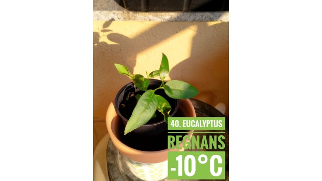 Eucalyptus regnans