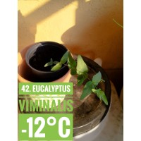 Eucalyptus viminalis