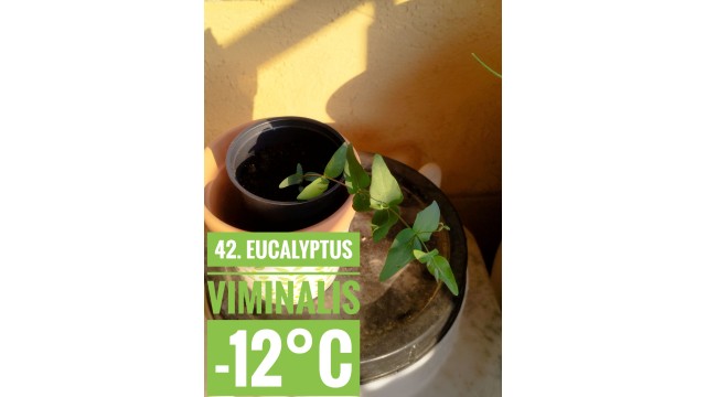 Eucalyptus viminalis