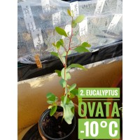 Eucalyptus ovata